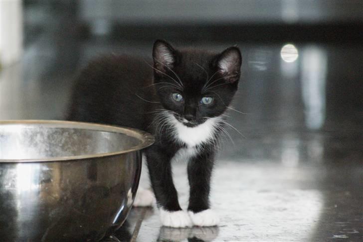 Huskat Rødtjørn´s LilleTim billede 10