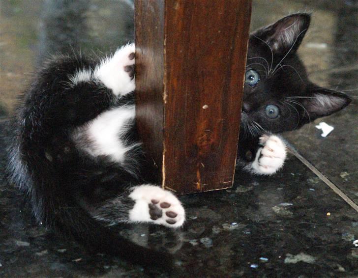 Huskat Rødtjørn´s LilleTim billede 11