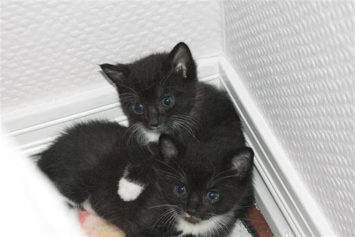 Huskat Rødtjørn´s LilleTim billede 12