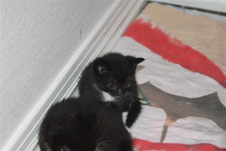 Huskat Rødtjørn´s LilleTim billede 13