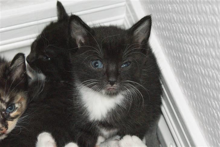 Huskat Rødtjørn´s LilleTim billede 14