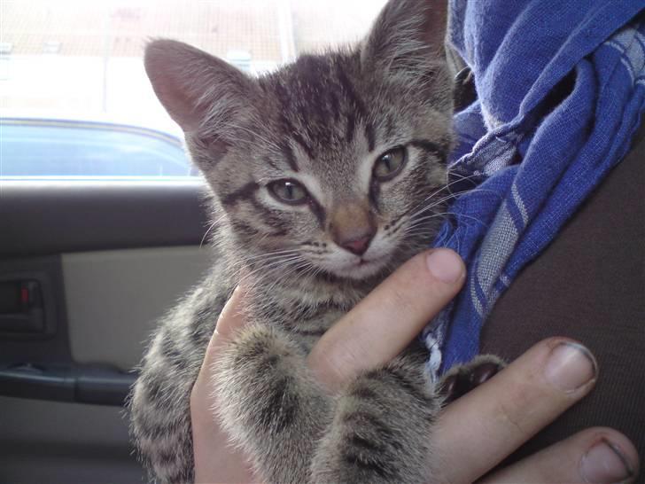 Huskat Fie - velkommen til Fie´s profil :D billede 1