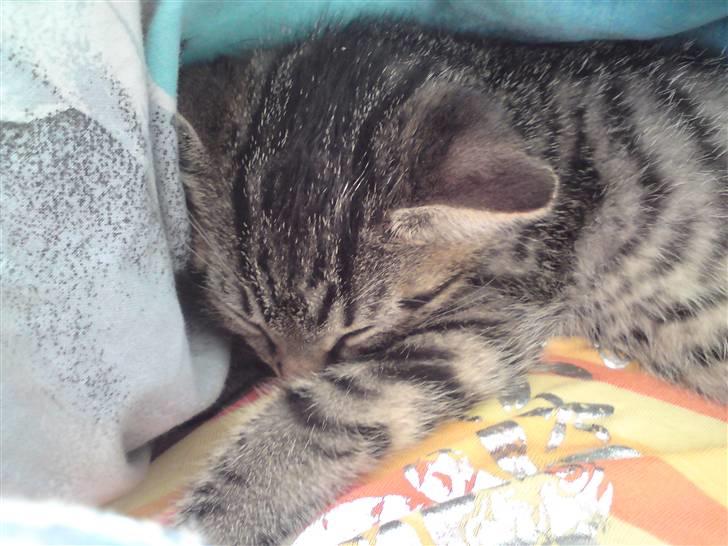 Huskat Fie - Det er håtdt at komme væk fra mor og de andre billede 3