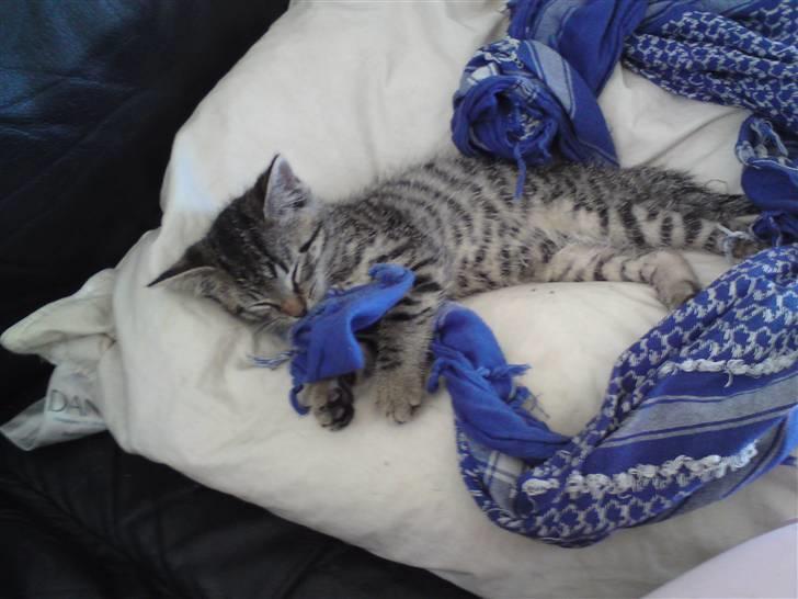 Huskat Fie - hun elsker mit halsterklæde billede 4