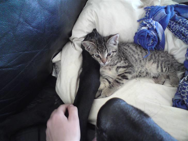 Huskat Fie - så dejlig min pige billede 5