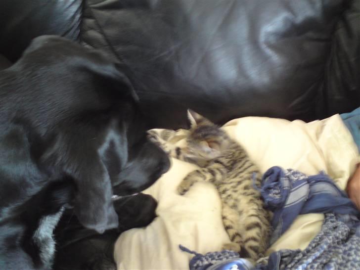 Huskat Fie - er de ikk søde sammen, bamse elsker hende billede 6