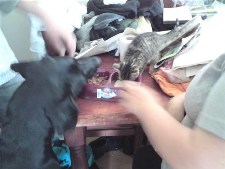 Huskat Fie - Ja dele kan de også :P billede 7