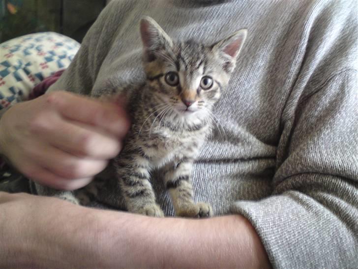 Huskat Fie - hun er så fin billede 8