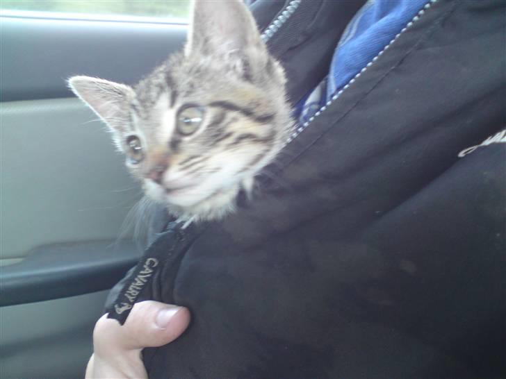 Huskat Fie - da vi hentede hende billede 9