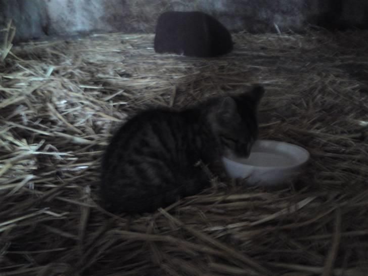 Huskat Fie - Da hun boede på gråden billede 10