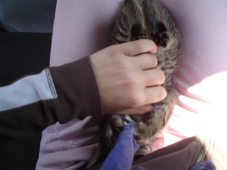 Huskat Fie - min lille vilde tiger:D billede 11