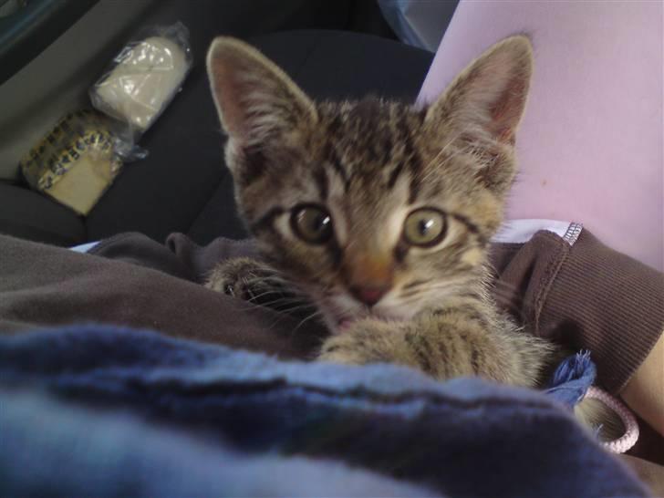 Huskat Fie - vil ikk bytte hende for noget andet i verden billede 12