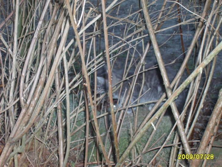 Huskat Grå mis (R.I.P) - nyt billede 10