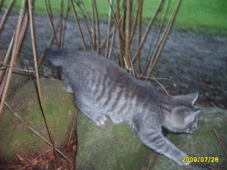 Huskat Grå mis (R.I.P) - nyt billede 11