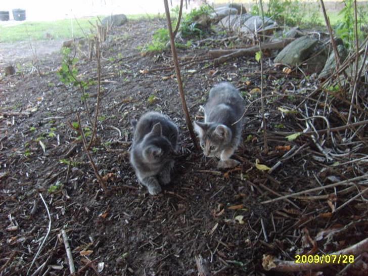 Huskat Grå mis (R.I.P) - nyt sammen med min plejesøster billede 12
