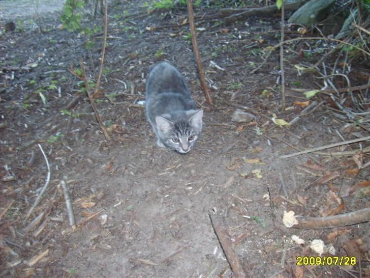 Huskat Grå mis (R.I.P) - nyt af grå mis billede 14