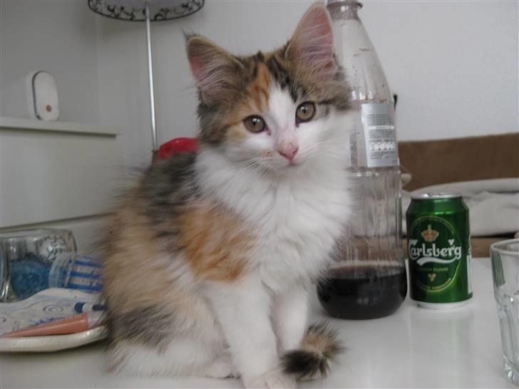 Norsk Skovkat Rósa - Så fin :) billede 1