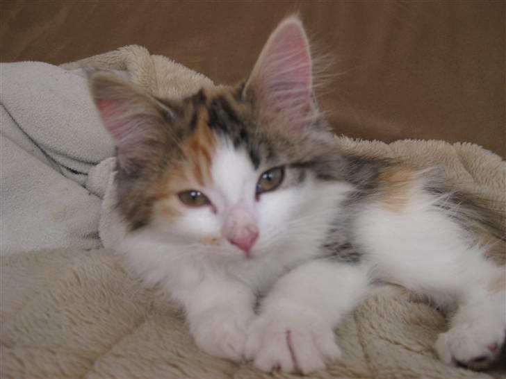 Norsk Skovkat Rósa billede 2