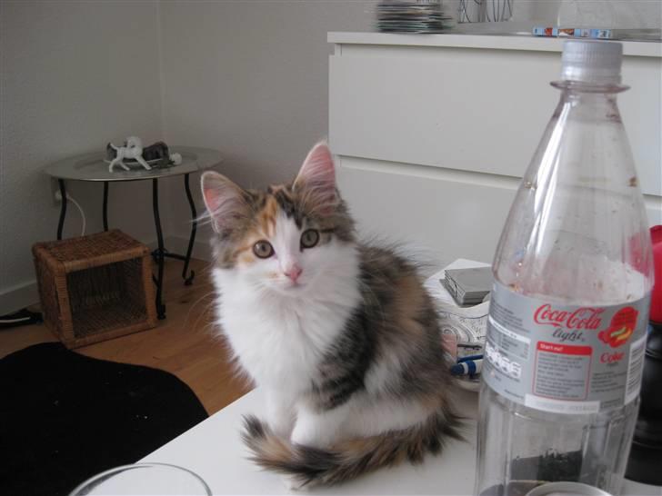 Norsk Skovkat Rósa billede 3