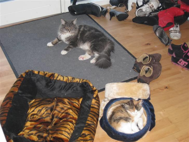 Norsk Skovkat Rósa - kan i se hvor jeg gemmer mig? hehe billede 4