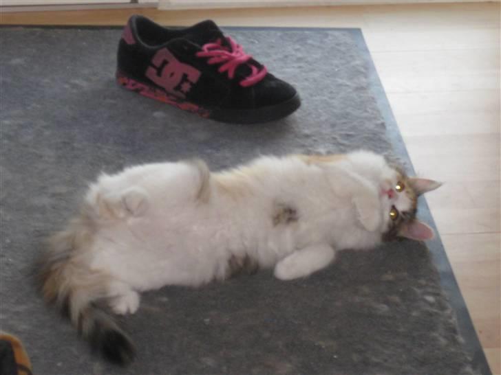 Norsk Skovkat Rósa billede 5