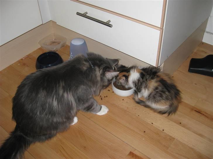 Norsk Skovkat Rósa - er ikke så gammel her, med sin Halv-bror Máni :) billede 6