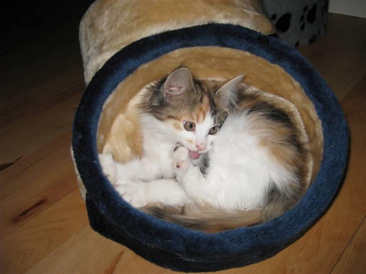 Norsk Skovkat Rósa - Stadig utrolig lille og aaalt for nusser.. billede 7