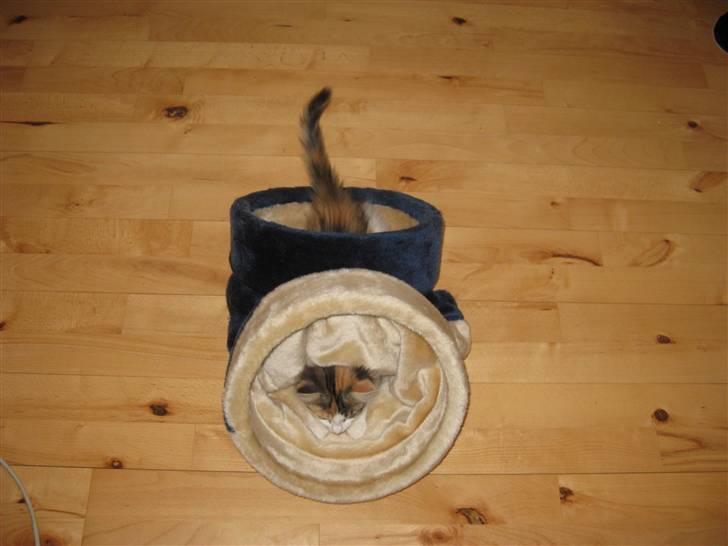 Norsk Skovkat Rósa billede 8