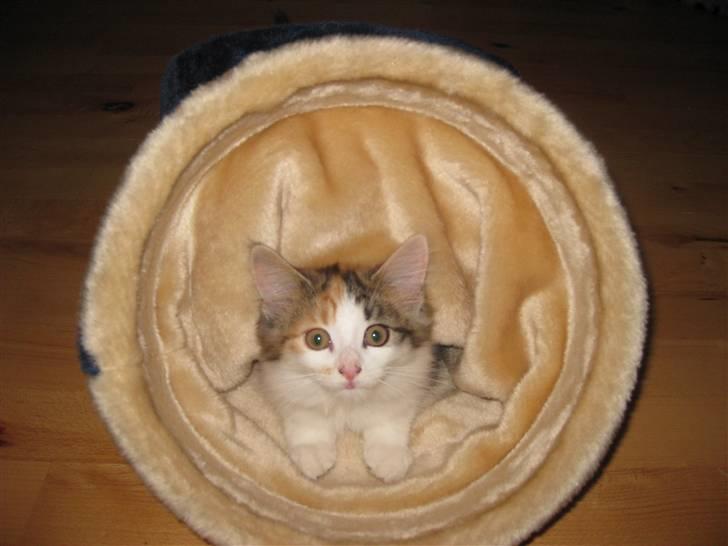 Norsk Skovkat Rósa billede 9