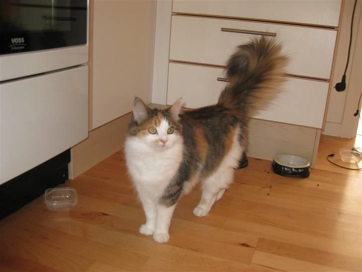 Norsk Skovkat Rósa - Her er hun 7 måneder gammel :) billede 10