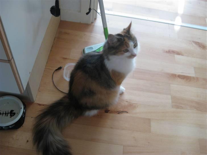 Norsk Skovkat Rósa billede 11