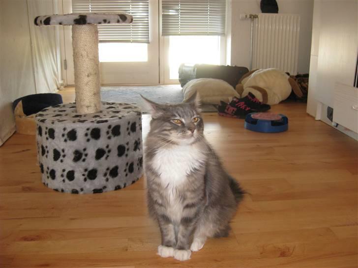 Blanding af racer Máni  - Jeg blev 1 år gammel i går :D (meget stolt ung han-kat) billede 15