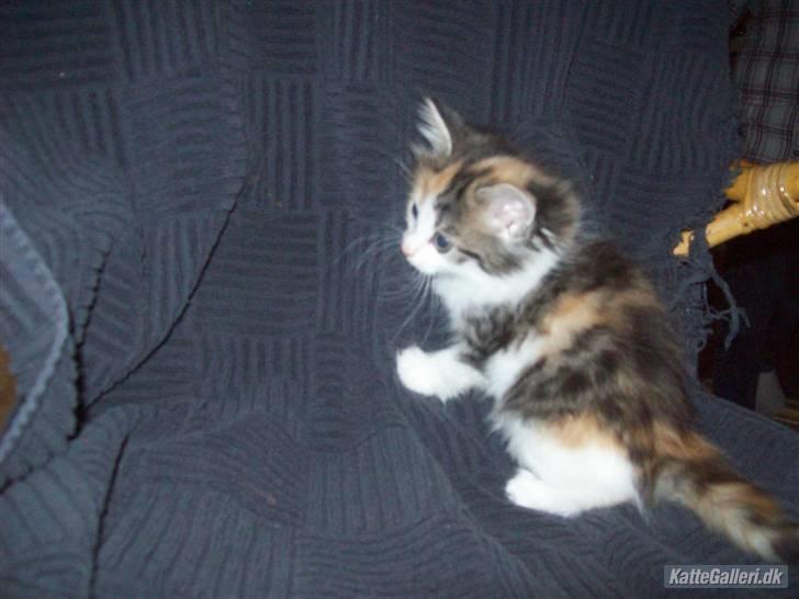 Norsk Skovkat Rósa billede 12
