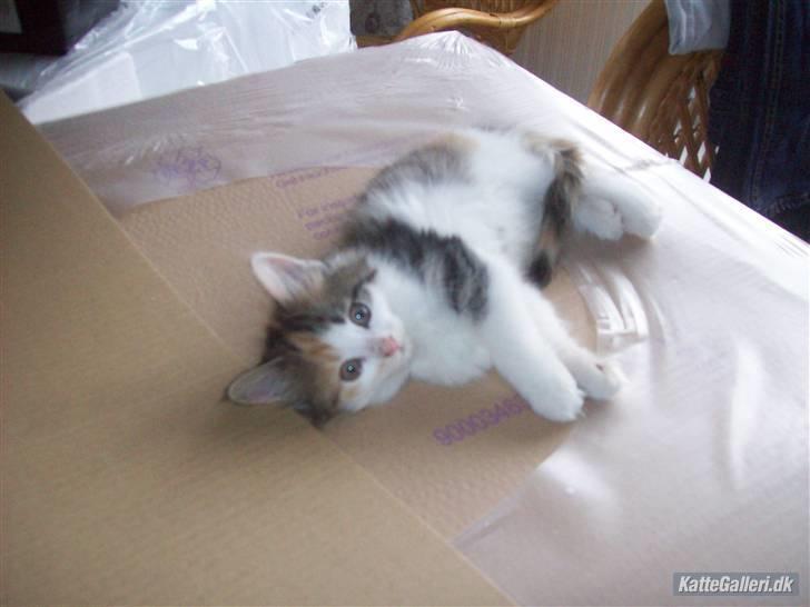 Norsk Skovkat Rósa - der blev mit hjerte solgt!! simpelthen så sød! billede 13