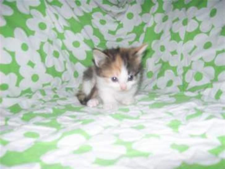 Norsk Skovkat Rósa - Helt lille bitte :D billede 14