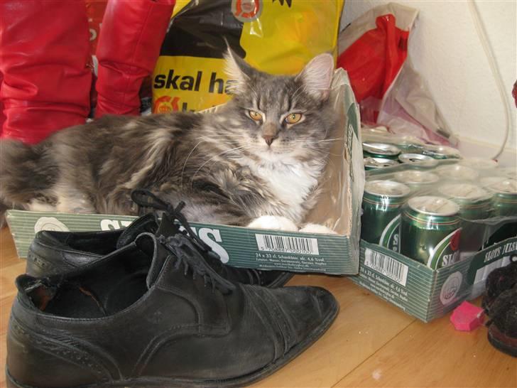 Blanding af racer Máni  - øl-kat ;) billede 16