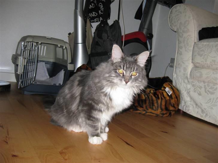 Blanding af racer Máni  billede 17