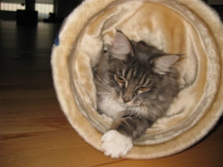 Blanding af racer Máni  billede 18