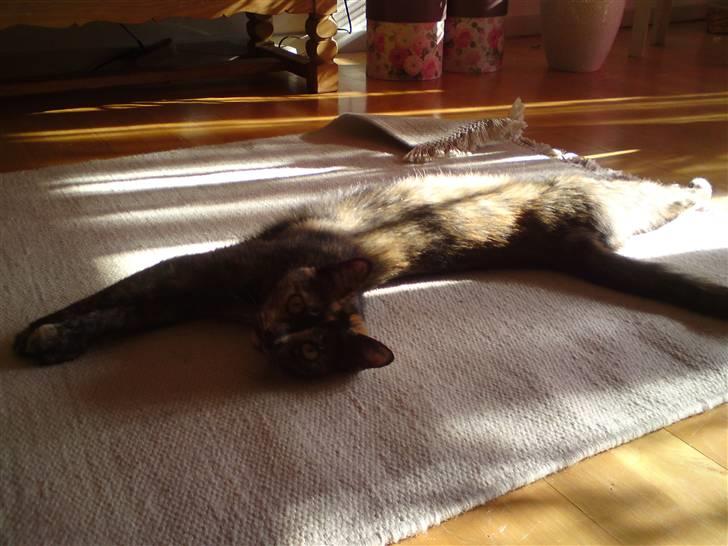 Huskat R.I.P Tracy 1år. :'( - Tracy som lige gøre sig lækker.. hehe... billede 9