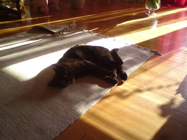 Huskat R.I.P Tracy 1år. :'( - Tracy der lige gøre sig lækker.. hehe... billede 10