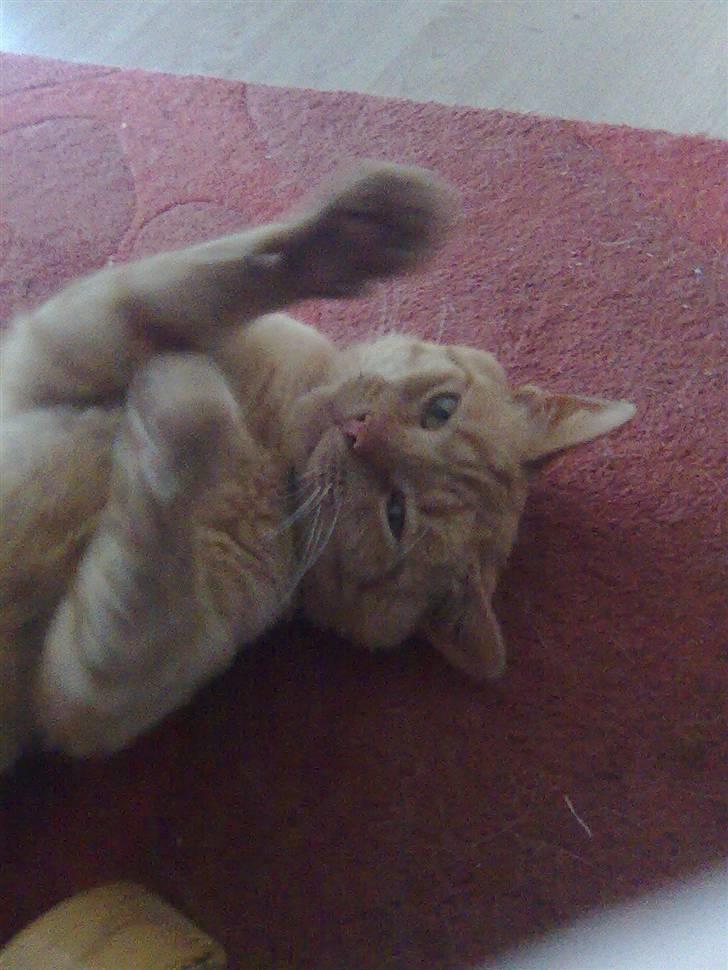 Huskat Garfield - hej velkommen til Garfields profil billede 1