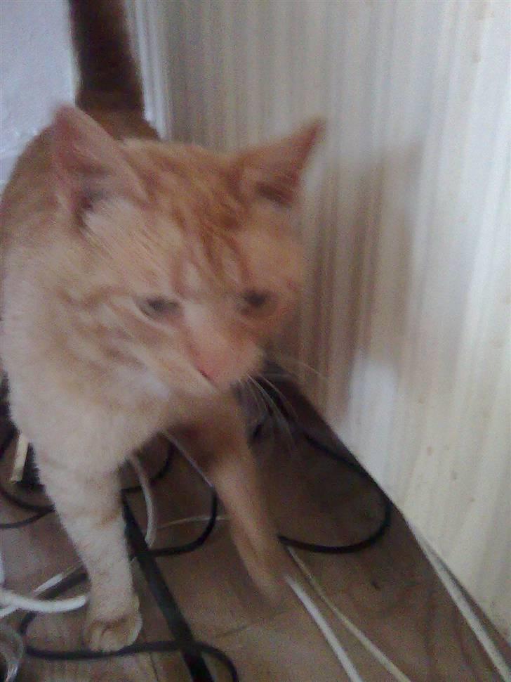 Huskat Garfield - hejza er jeg ikk fin billede 2