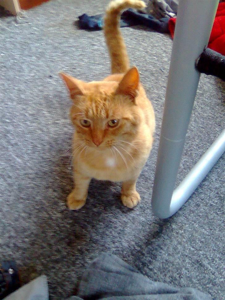 Huskat Garfield - hvorn skern billede 3