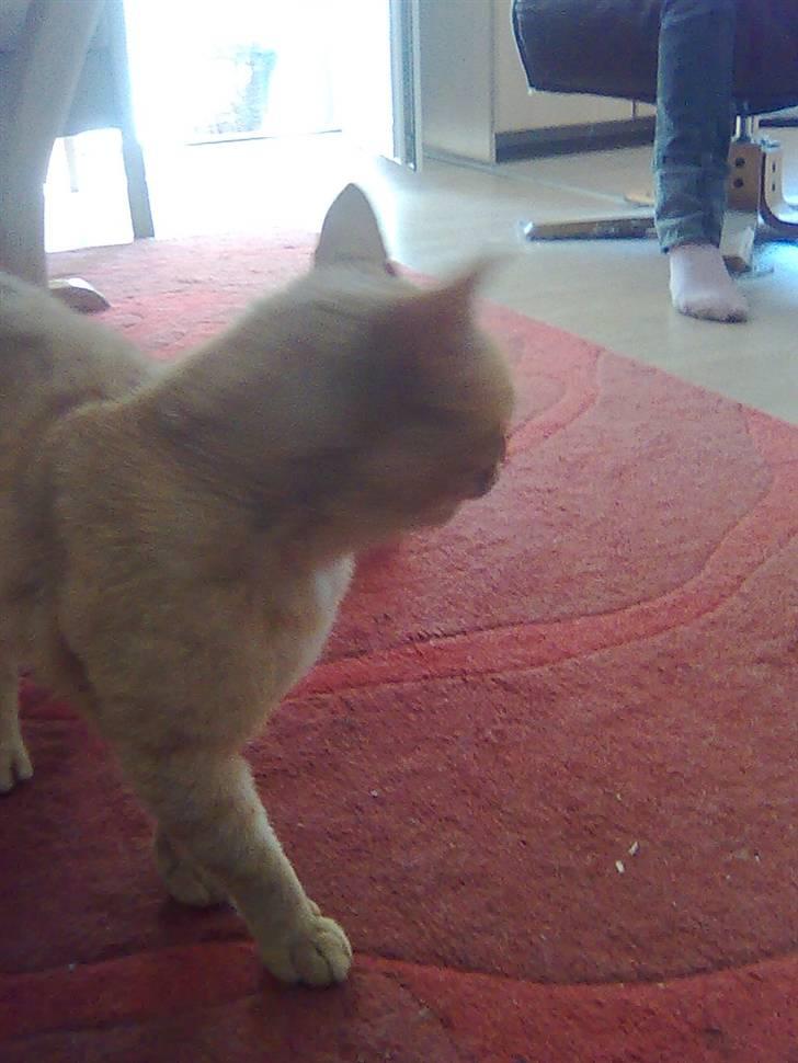 Huskat Garfield - uhhh Jozz min skat billede 4