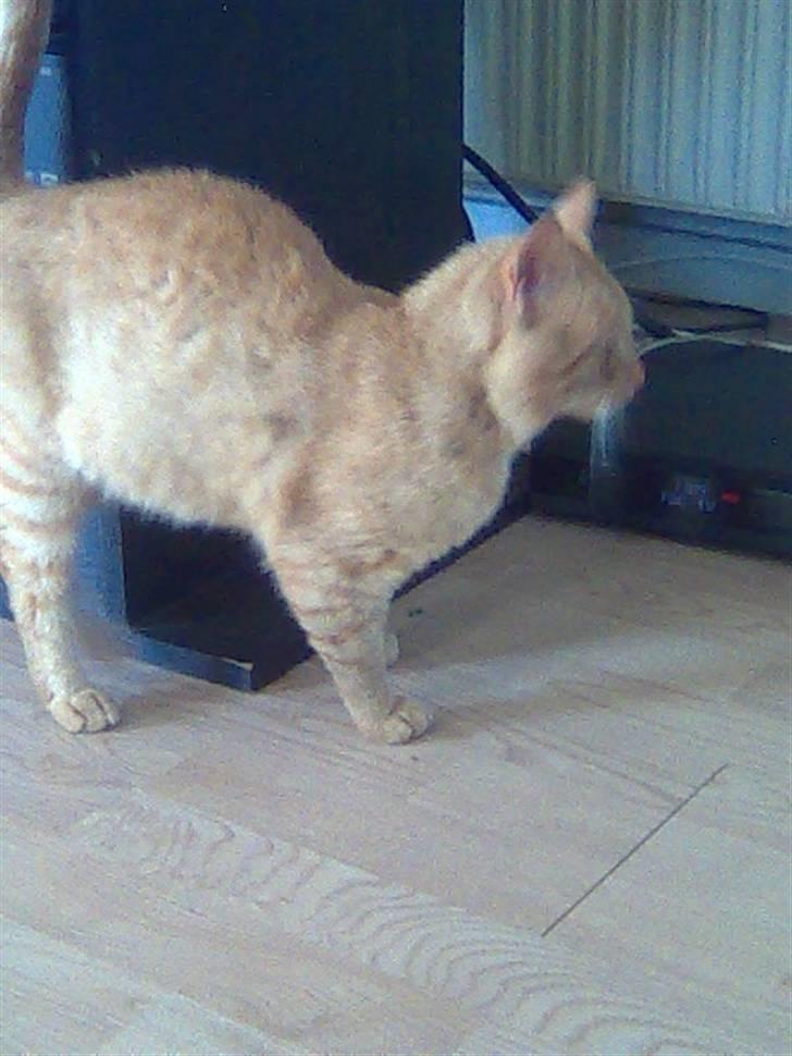 Huskat Garfield - kæl mig billede 5