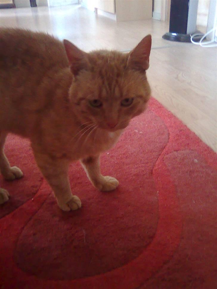 Huskat Garfield - sådan ser jeg ud billede 6