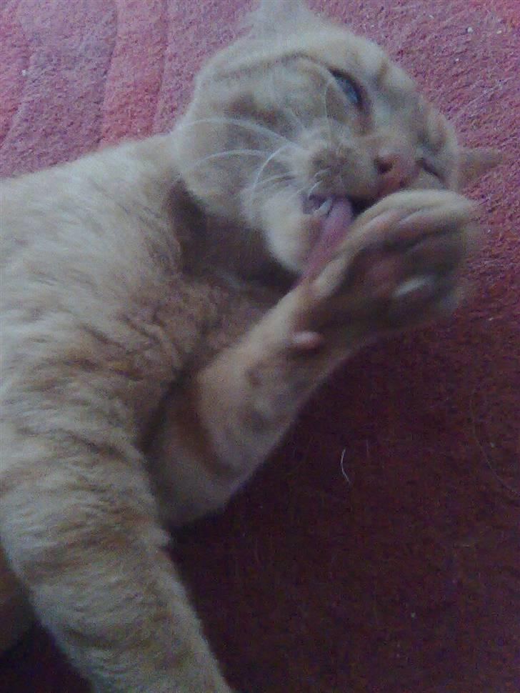 Huskat Garfield - tal til poten billede 7