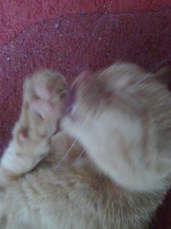 Huskat Garfield - leger killing billede 8