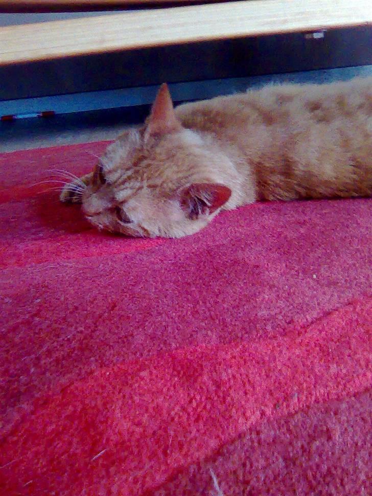 Huskat Garfield - nuttet ikk billede 9