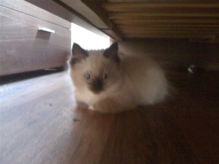 Ragdoll Simba - Første dag hos os... hvor var den bange og stresset :) billede 1